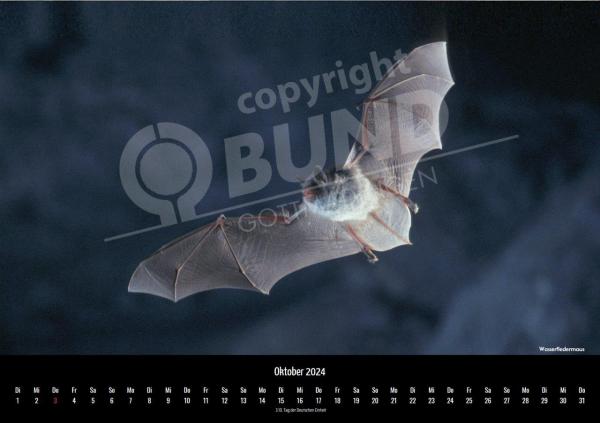 Fledermauskalender für 2023 - Oktober